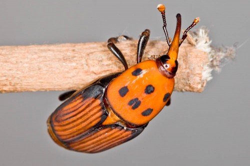 RedPalmWeevil